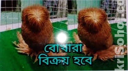 বোকারা কবুতর ১ জোড়া